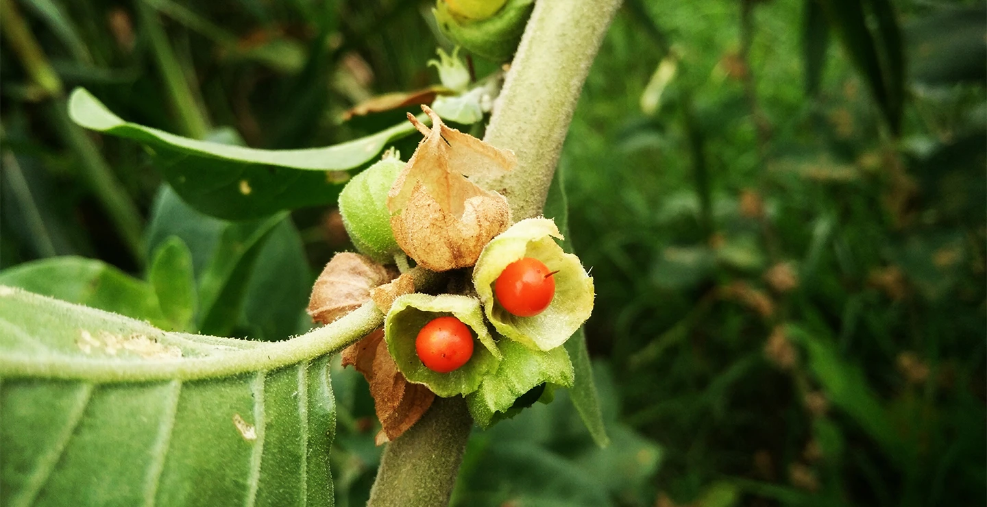 Ashwagandha for sleep 