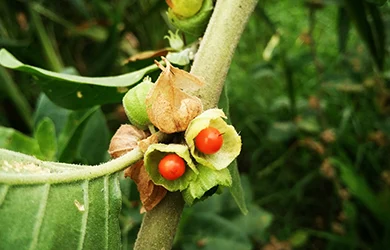 Ashwagandha for sleep 